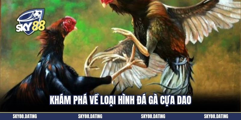 Khám phá về loại hình đá gà cựa dao